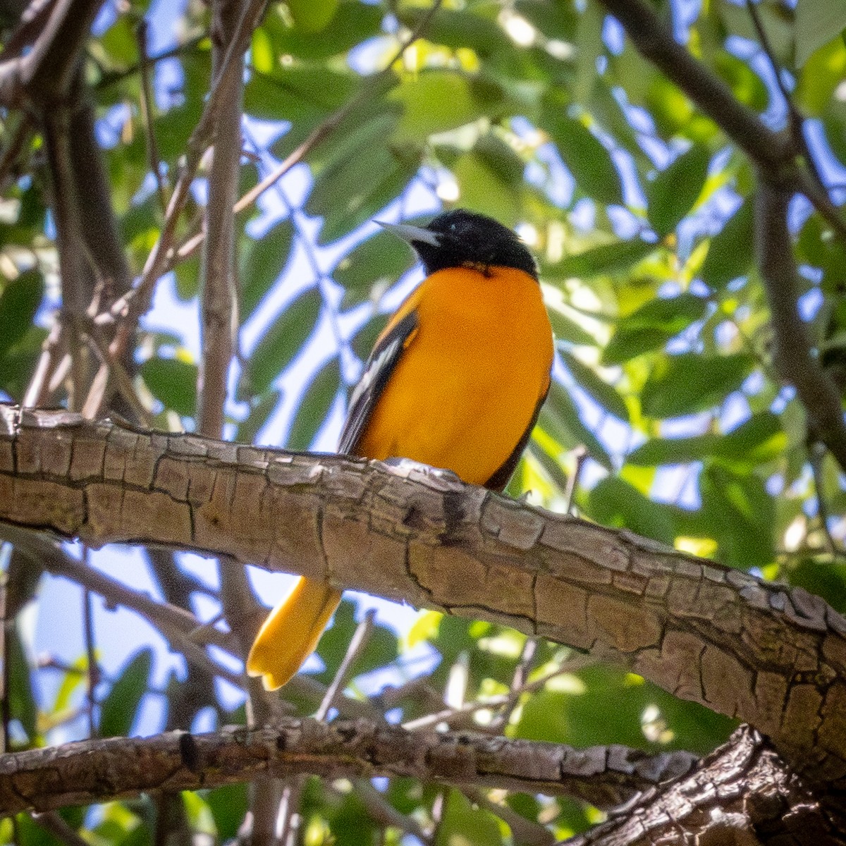 Baltimore Oriole - ML642925686