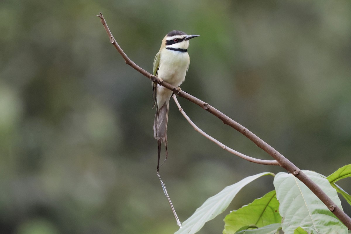 White-throated Bee-eater - ML642925698