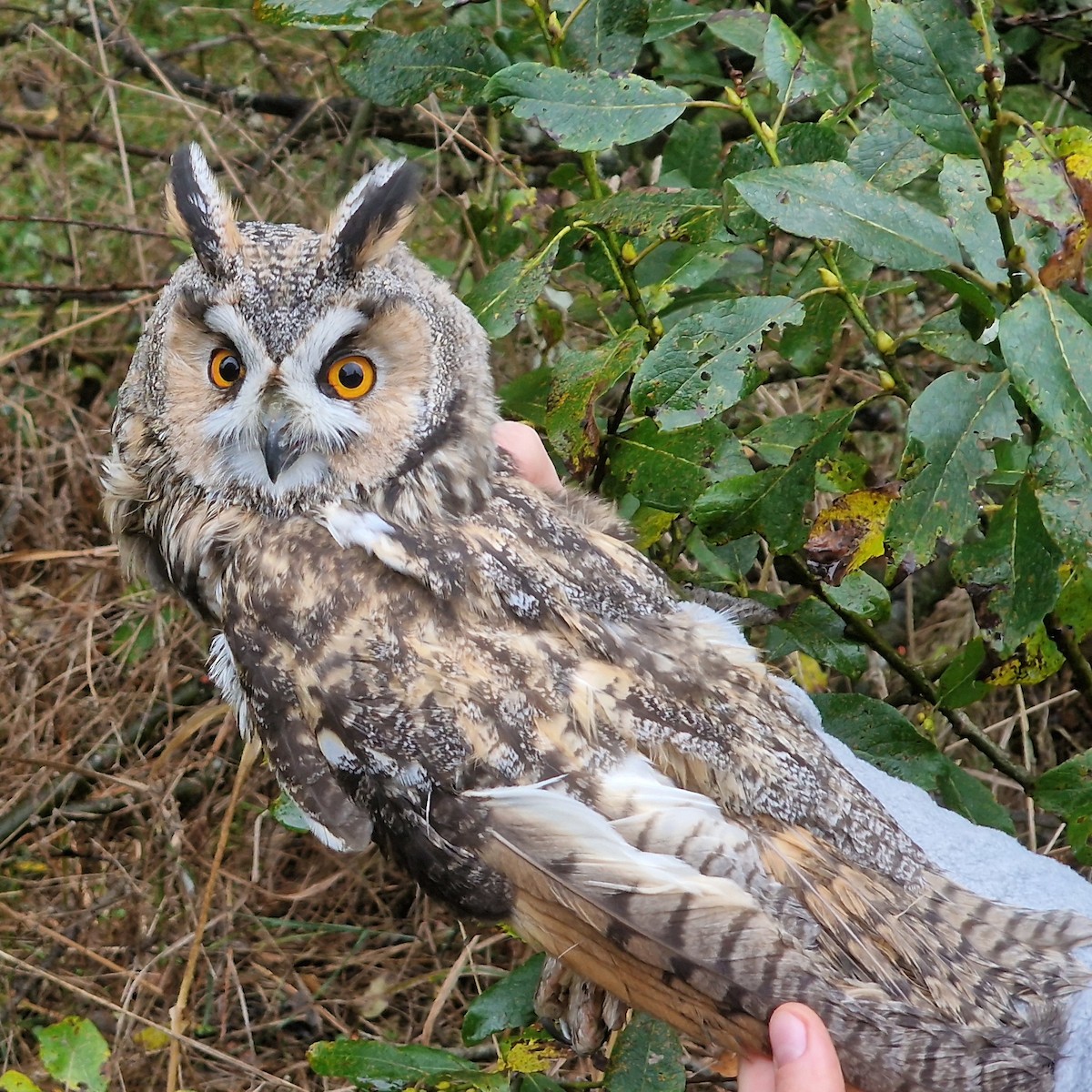 Long-eared Owl - ML642925711