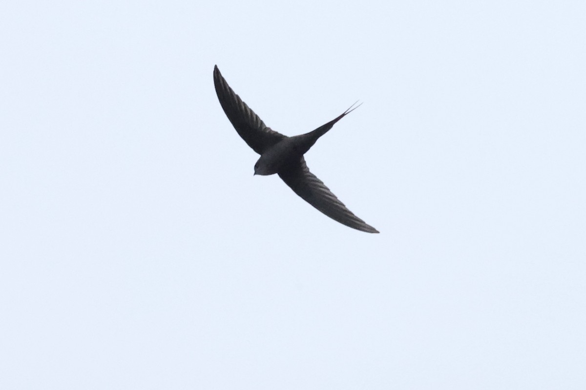 African Palm Swift - ML642925712
