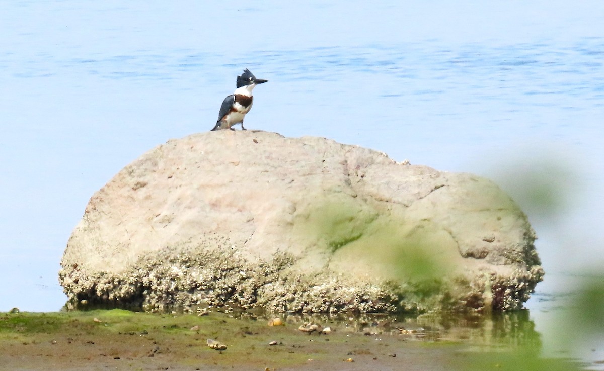 Belted Kingfisher - ML642925713