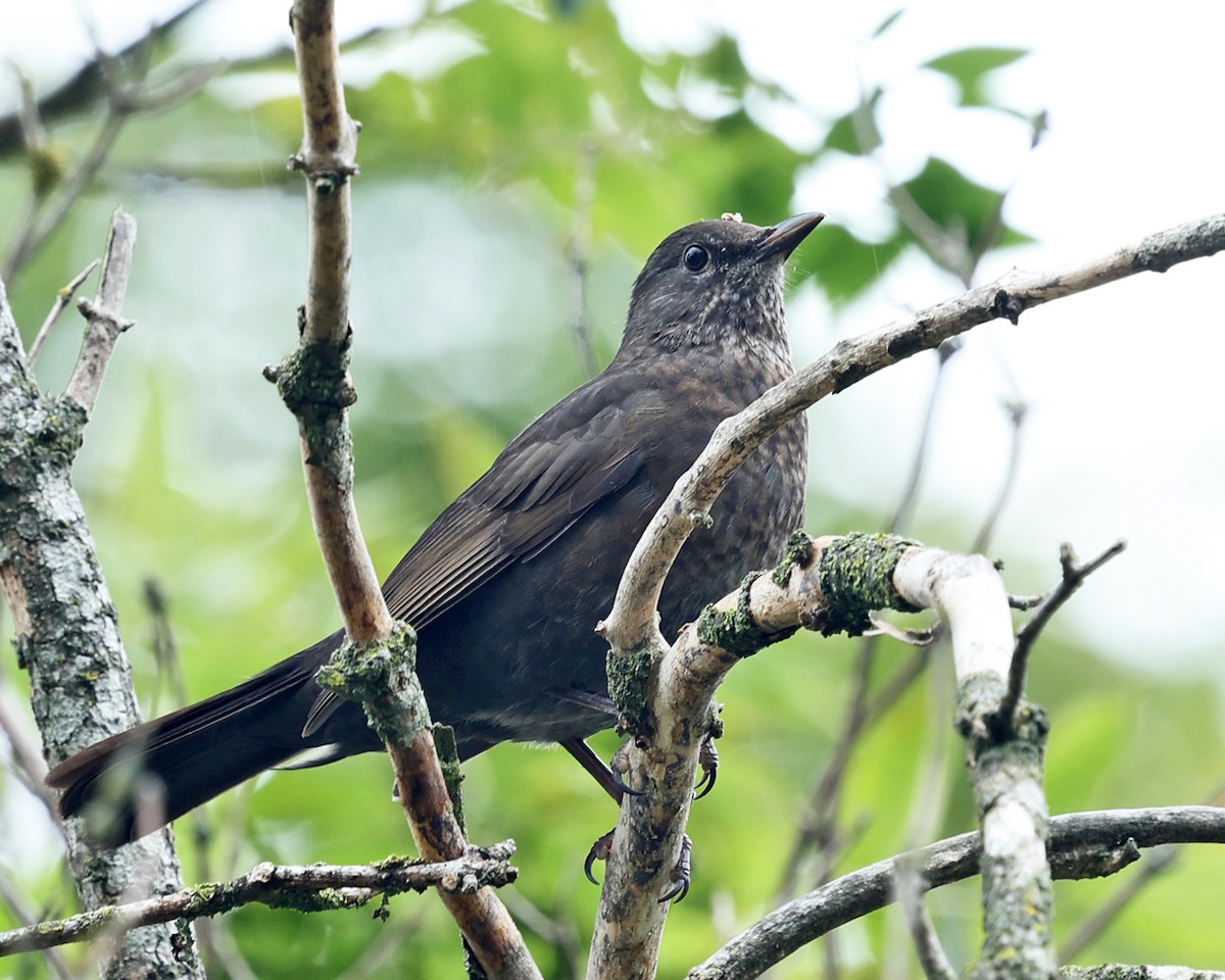 Karatavuk - ML642925715