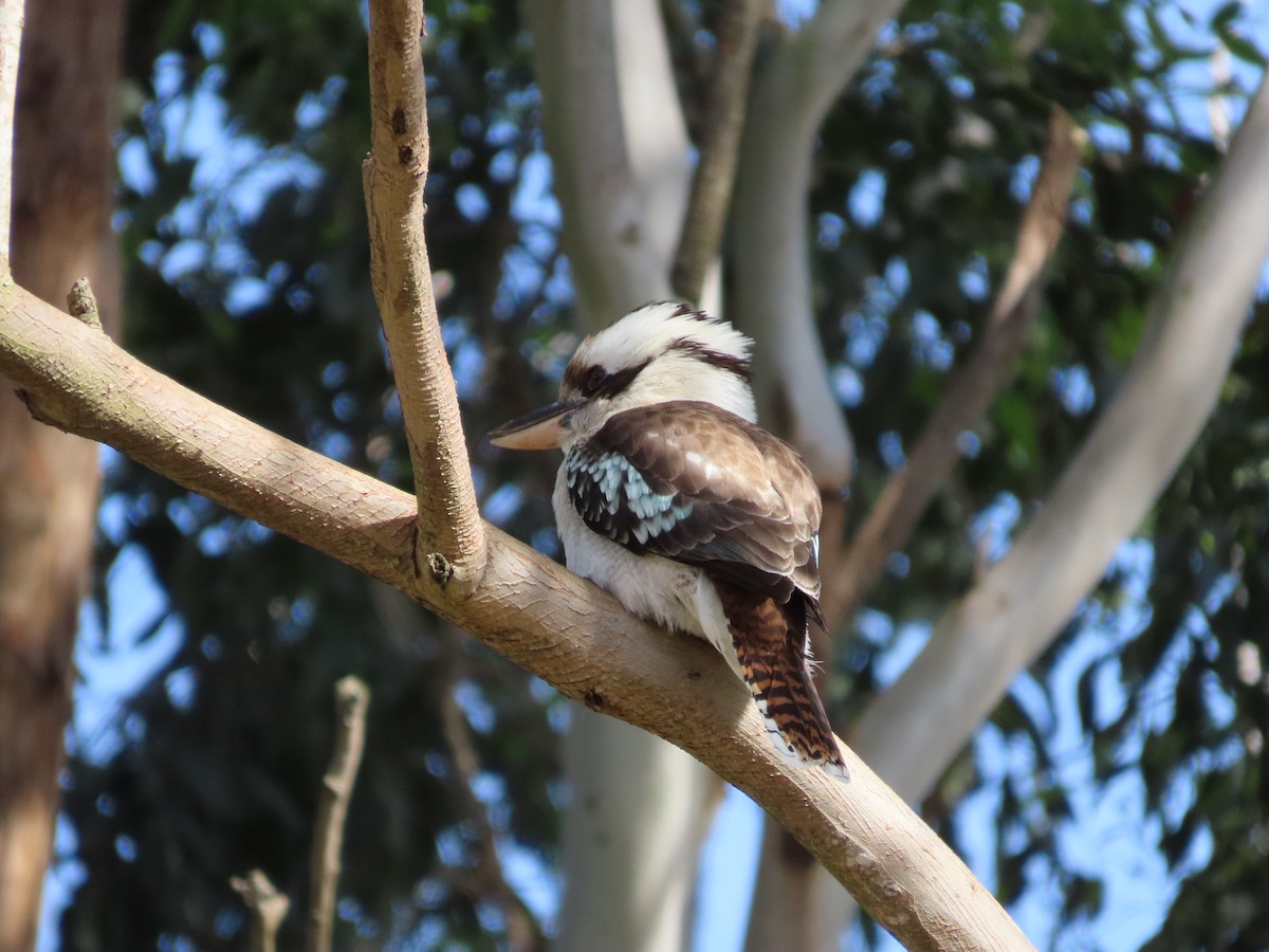 Laughing Kookaburra - ML642925720