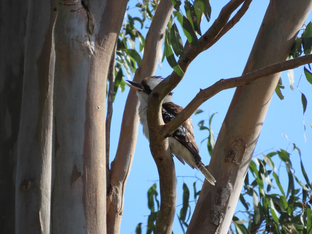Laughing Kookaburra - ML642925721