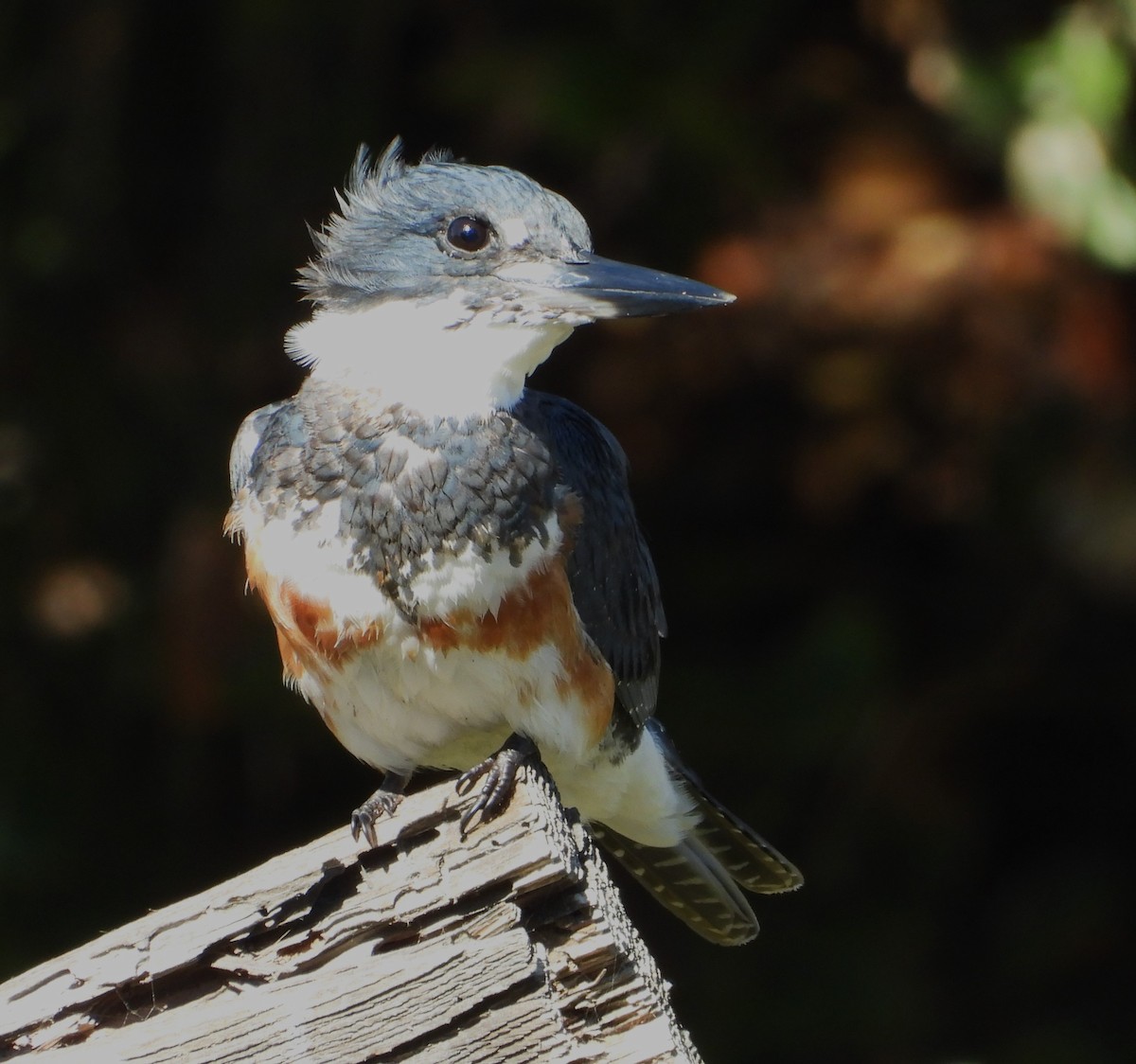 Belted Kingfisher - ML642925730