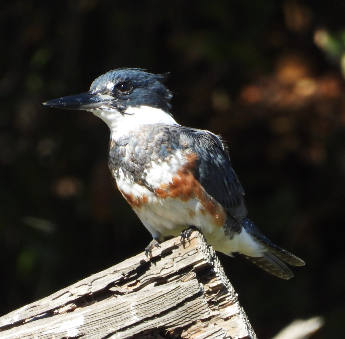 Belted Kingfisher - ML642925731