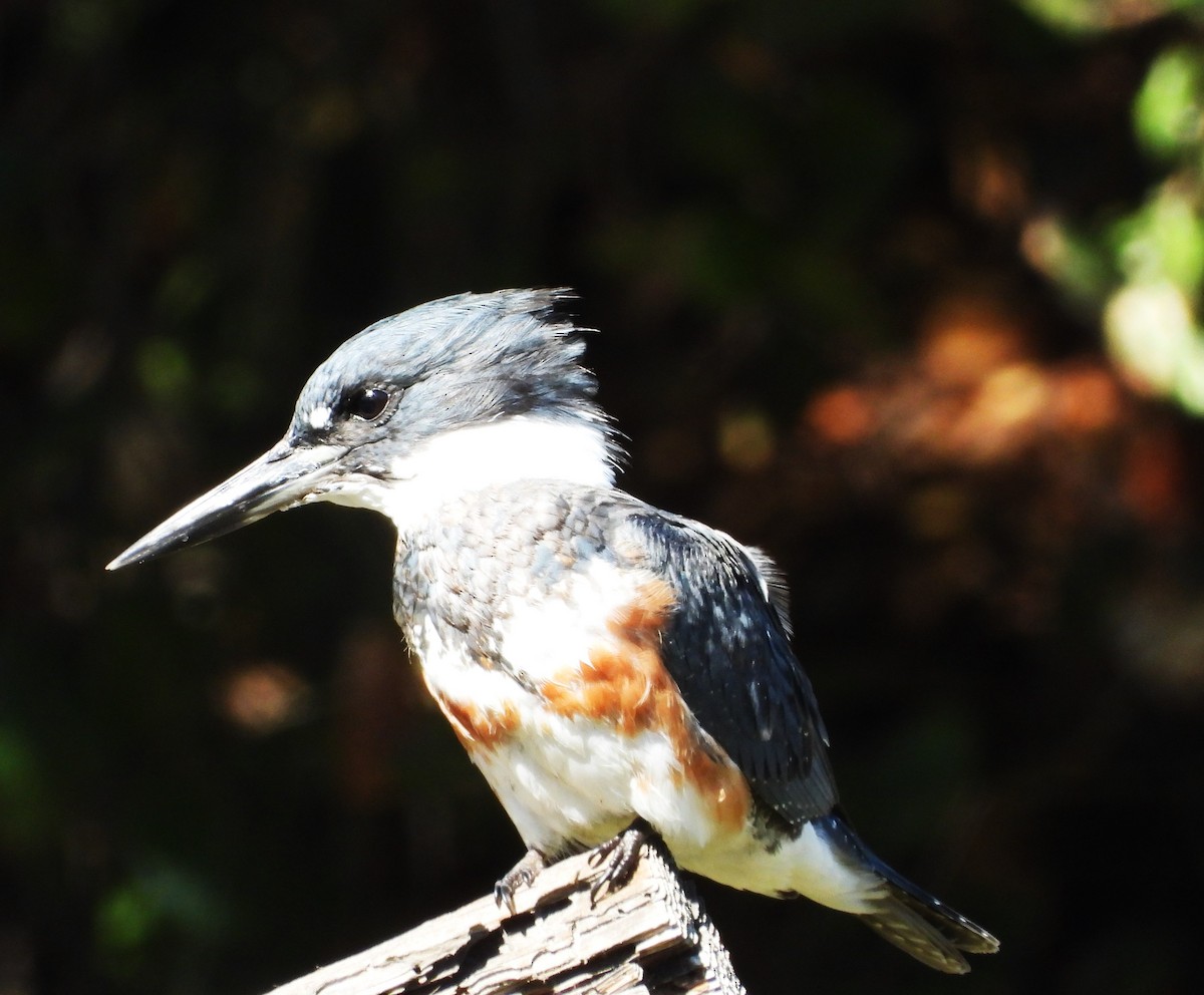Belted Kingfisher - ML642925732