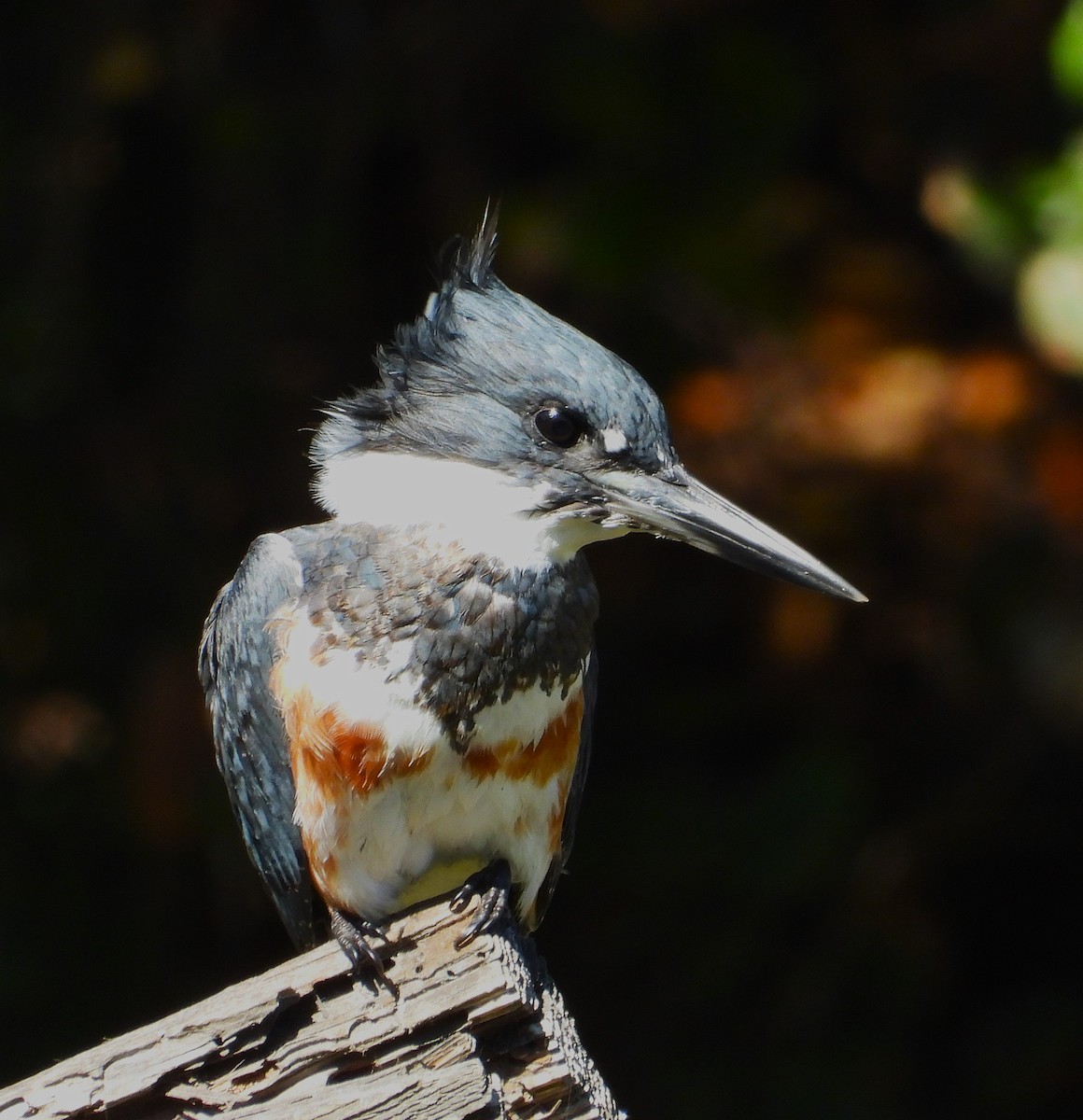 Belted Kingfisher - ML642925733