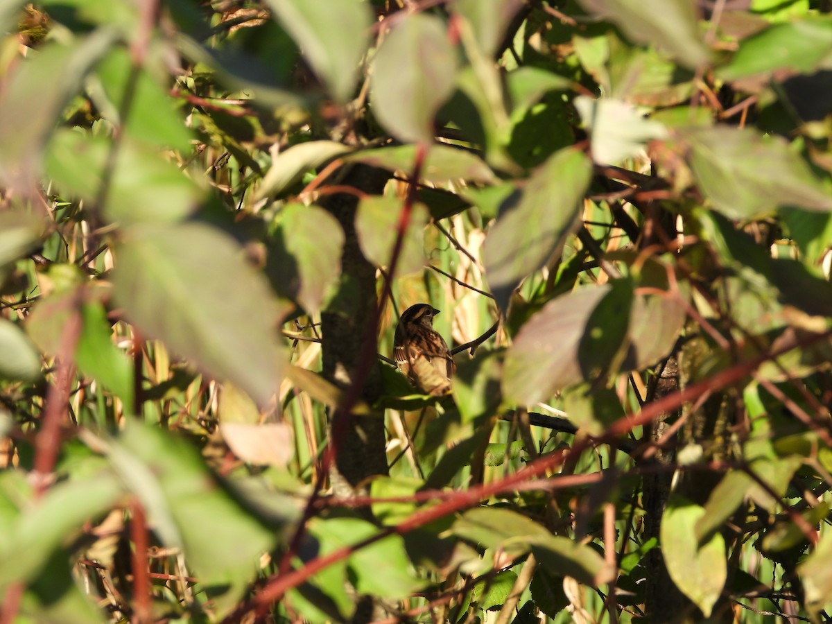 White-throated Sparrow - ML642925756