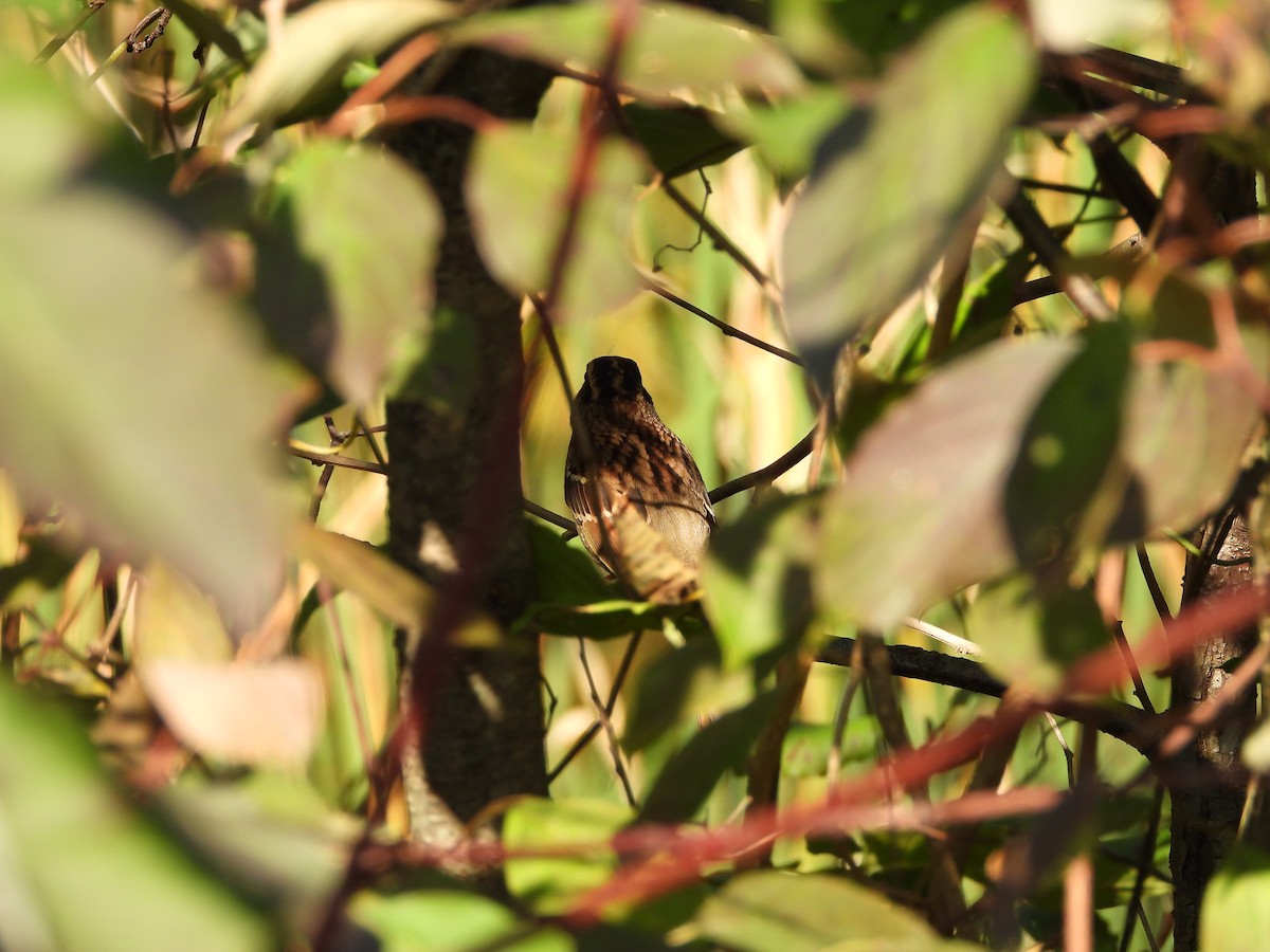 White-throated Sparrow - ML642925765