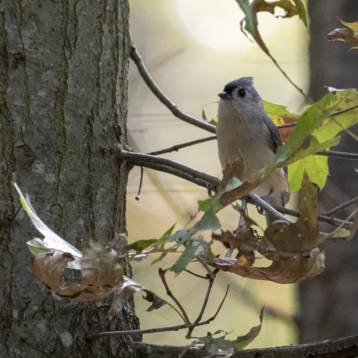 Mésange bicolore - ML642925775