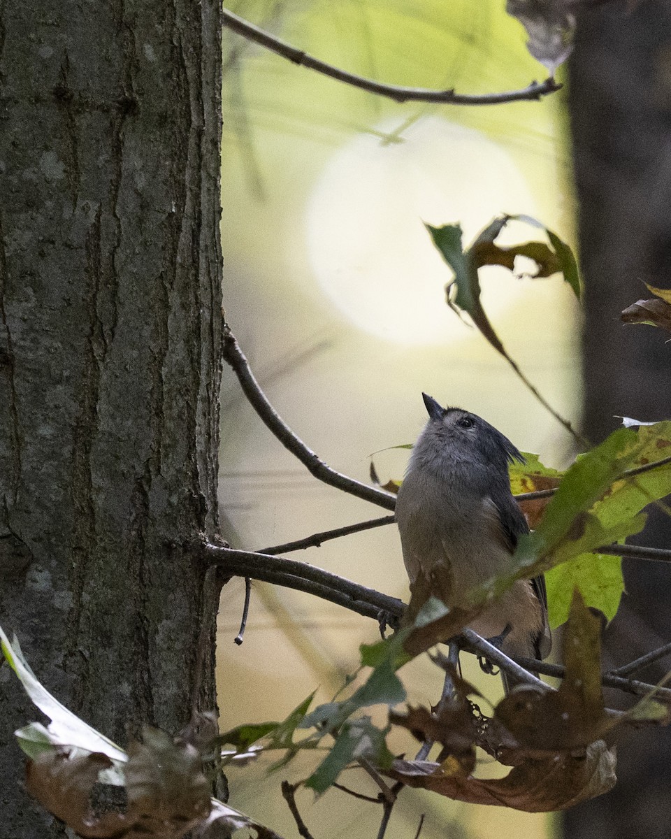 Mésange bicolore - ML642925778