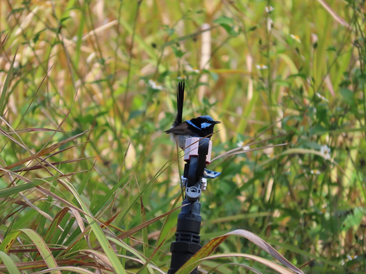 Superb Fairywren - ML642925779