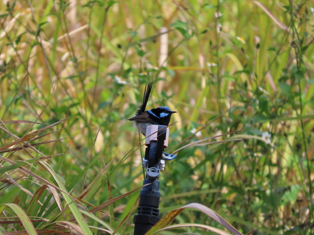 Superb Fairywren - ML642925780