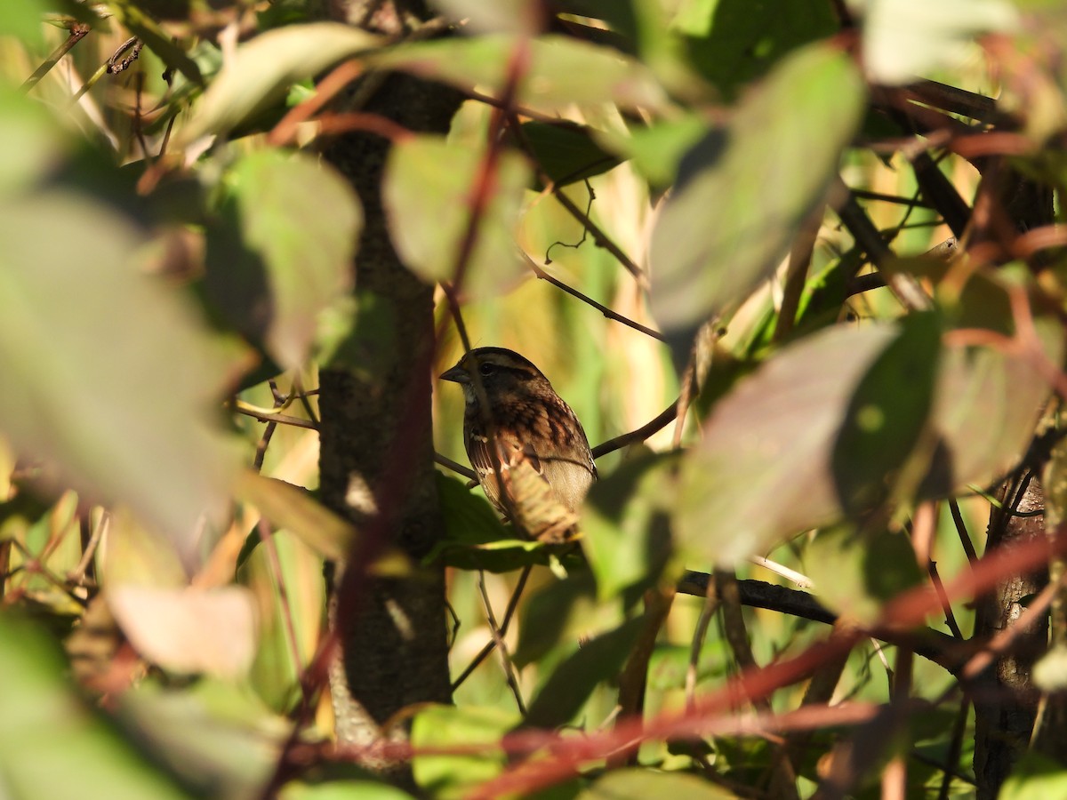 White-throated Sparrow - ML642925781