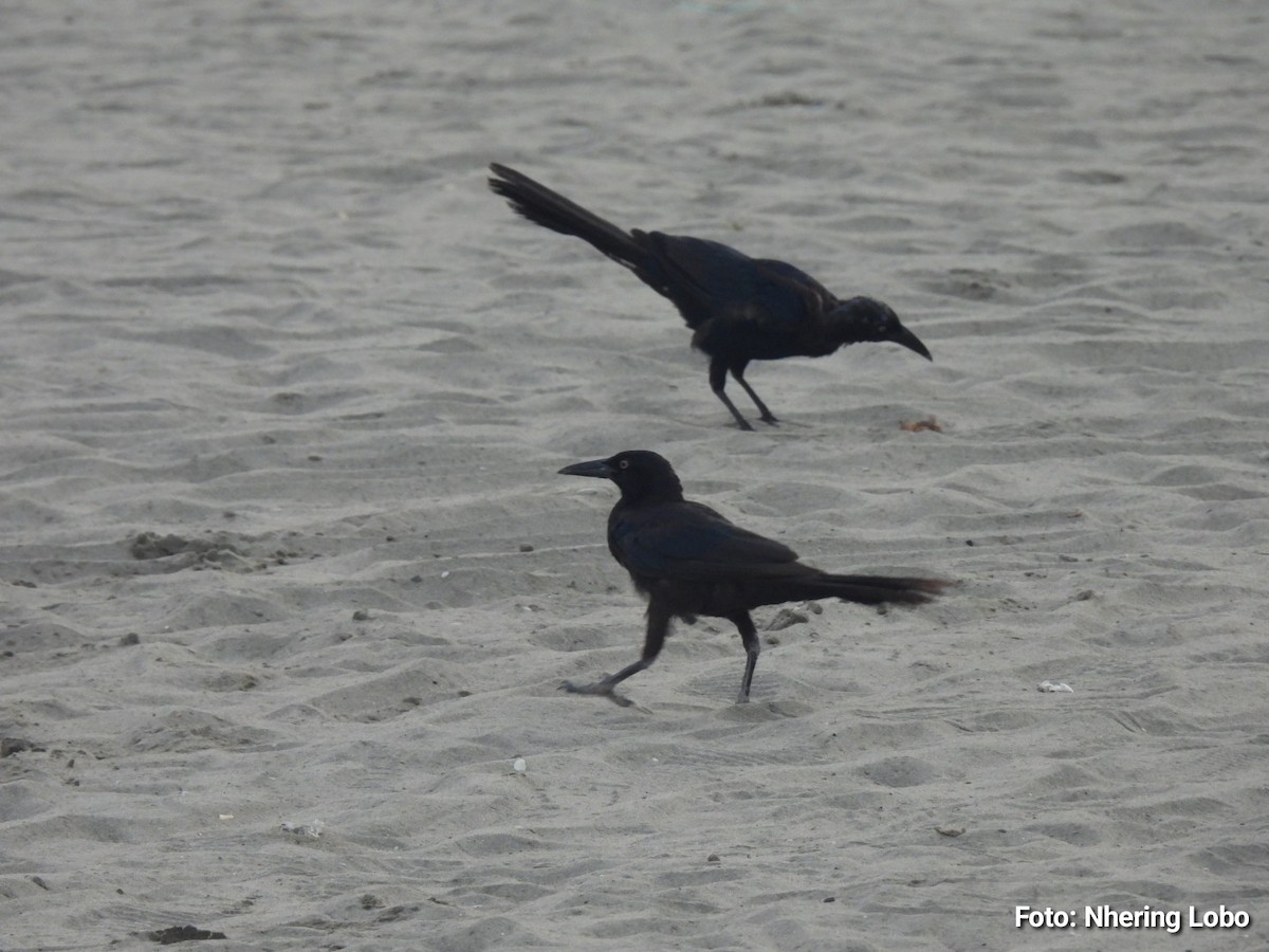 Great-tailed Grackle - ML642925797