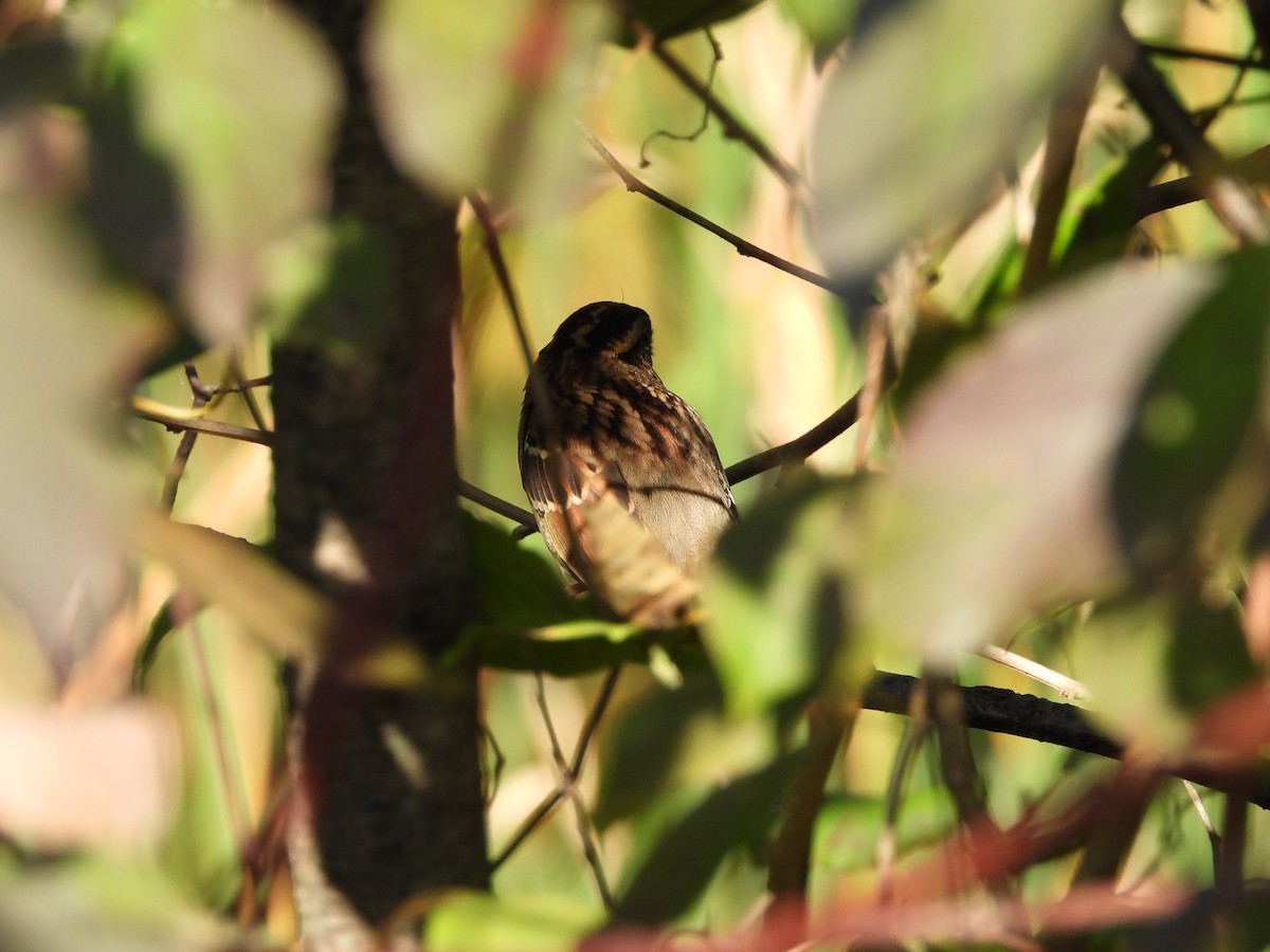 White-throated Sparrow - ML642925799