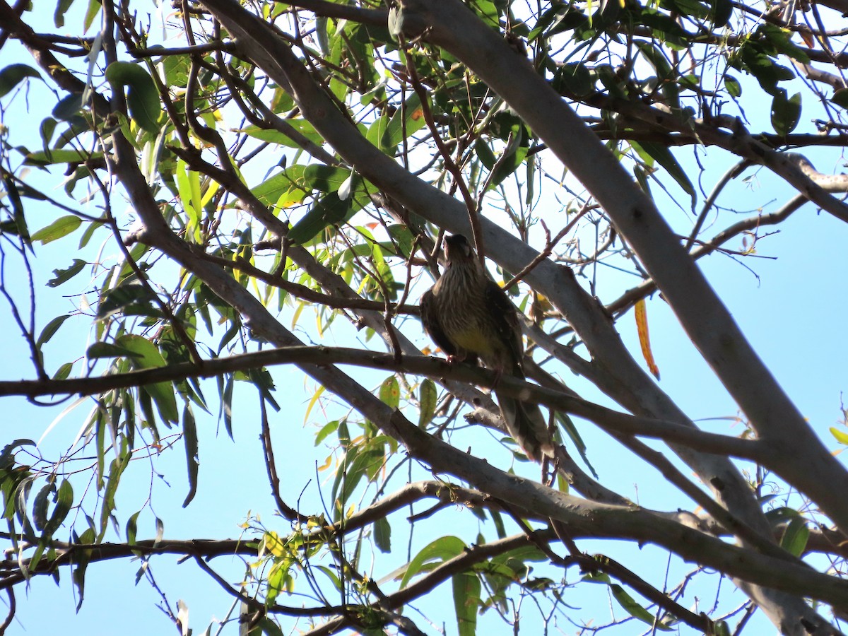 Red Wattlebird - ML642925800