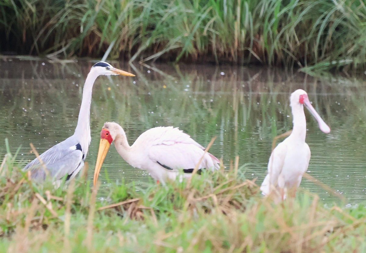 African Spoonbill - ML642925805