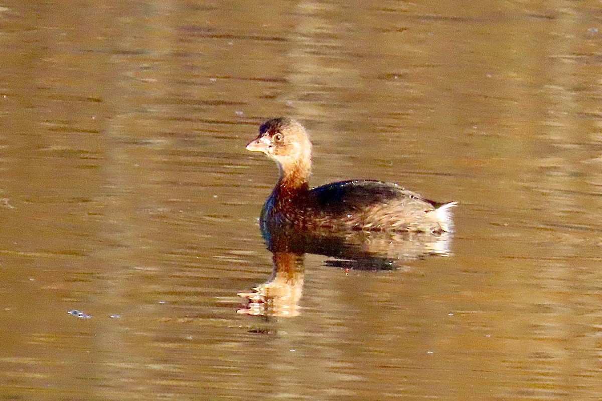 ringnebbdykker - ML642925808