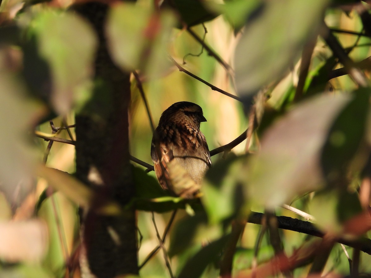 White-throated Sparrow - ML642925817