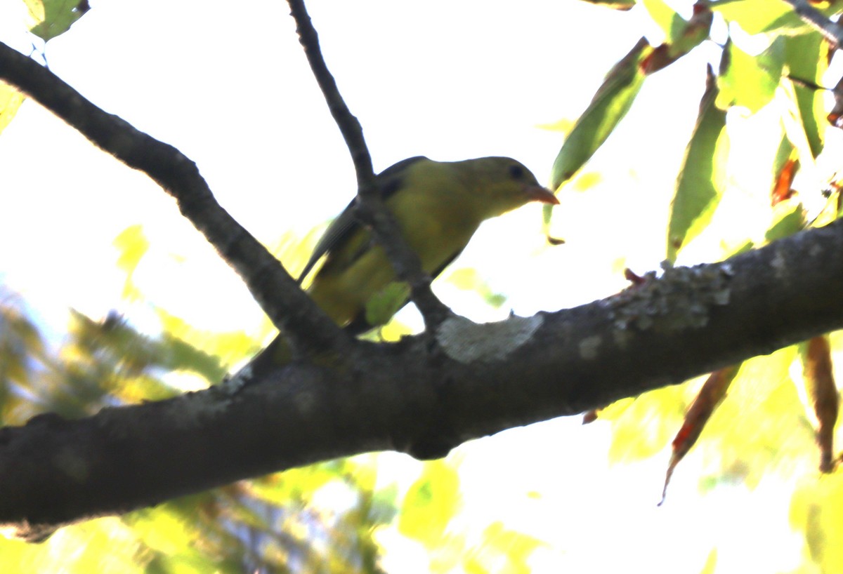 Scharlachkardinal - ML642925818