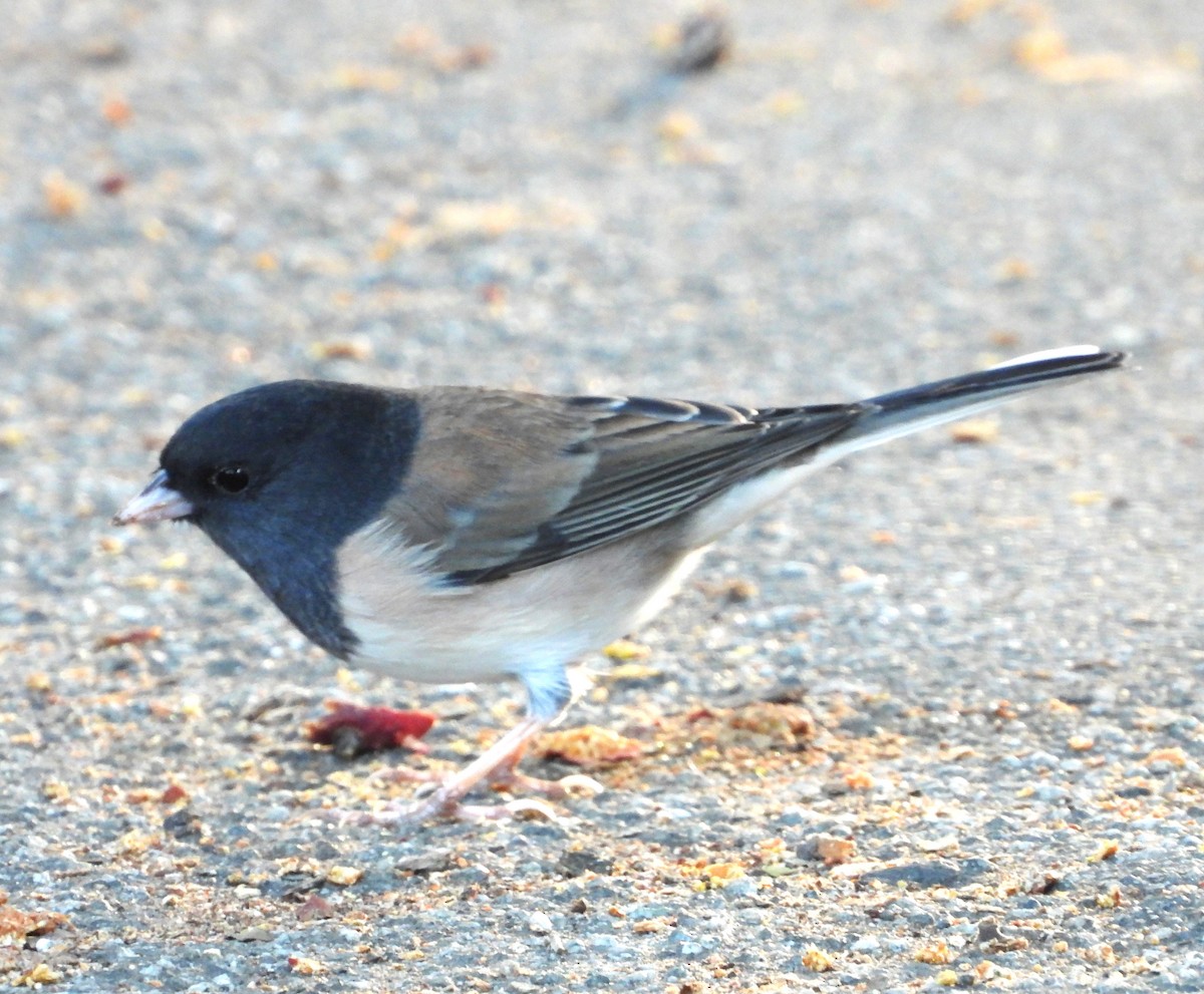 Dark-eyed Junco - ML642925822