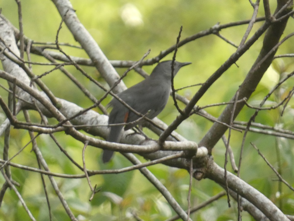 Gray Catbird - ML642925824