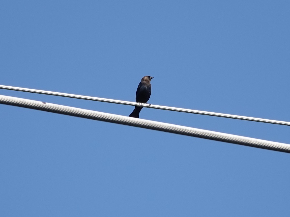 Brown-headed Cowbird - ML642925848