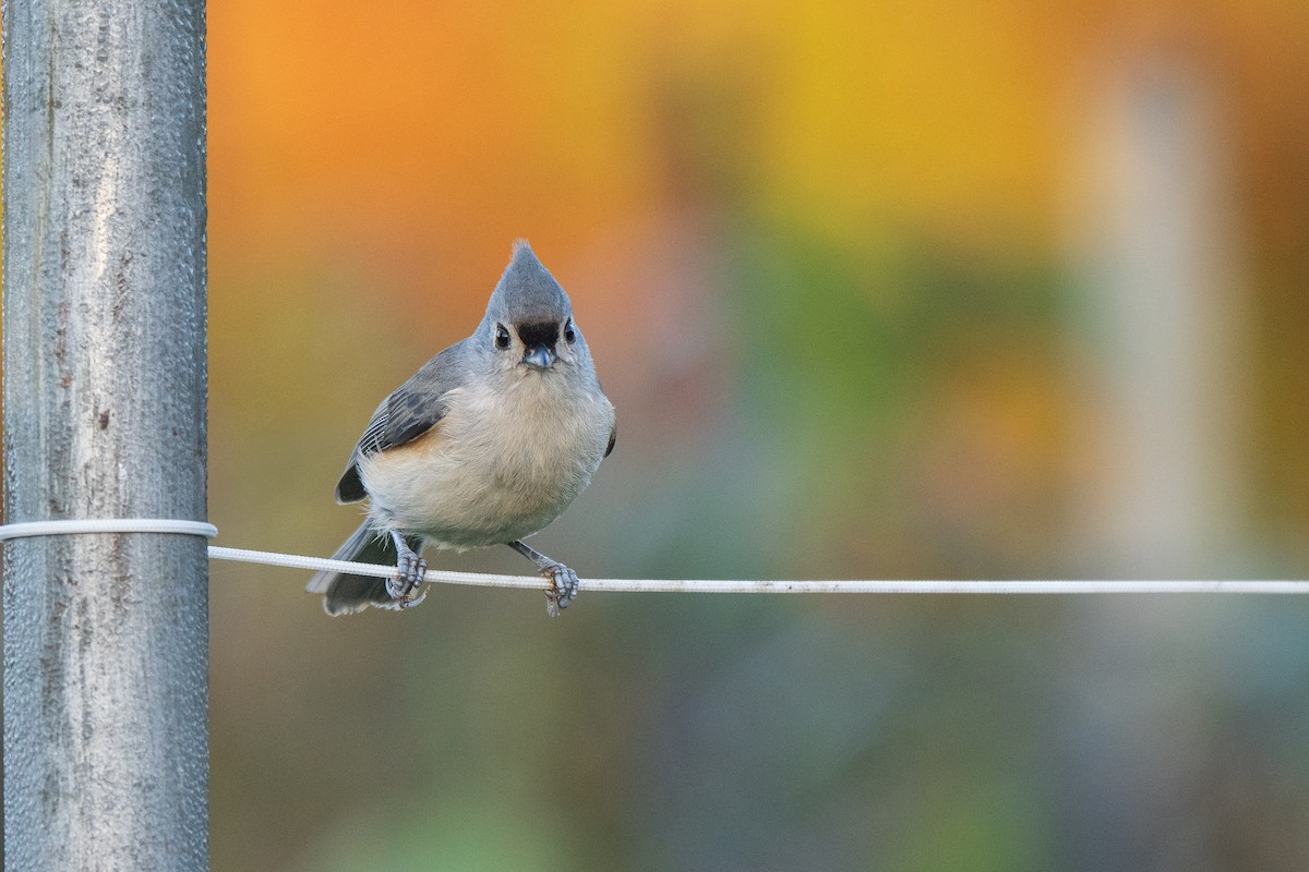 Mésange bicolore - ML642925852