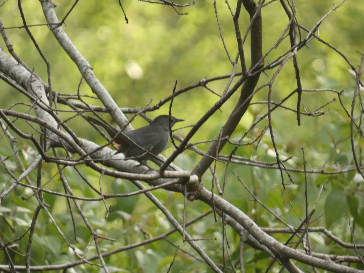 Gray Catbird - ML642925858