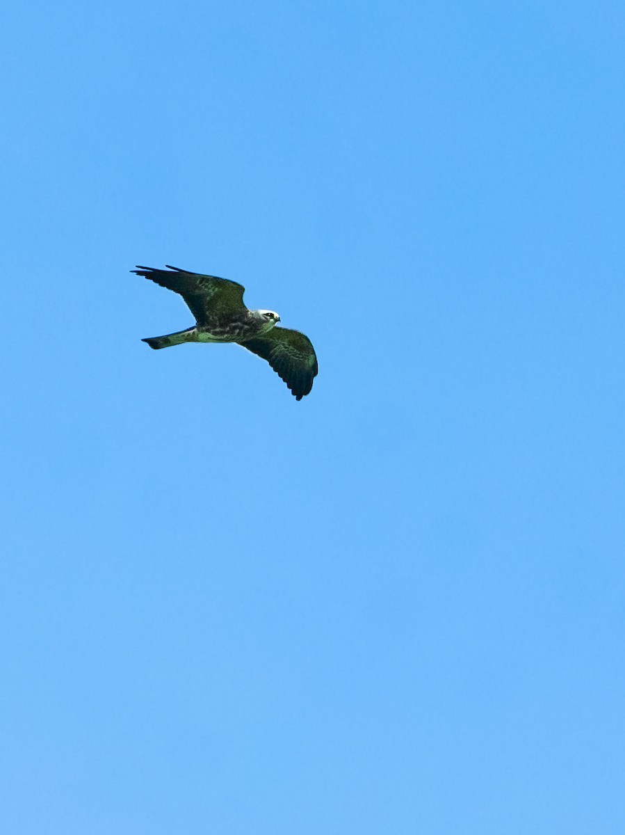 Mississippi Kite - ML642925859