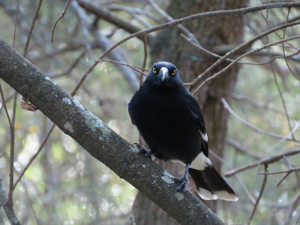 Pied Currawong - ML642925860