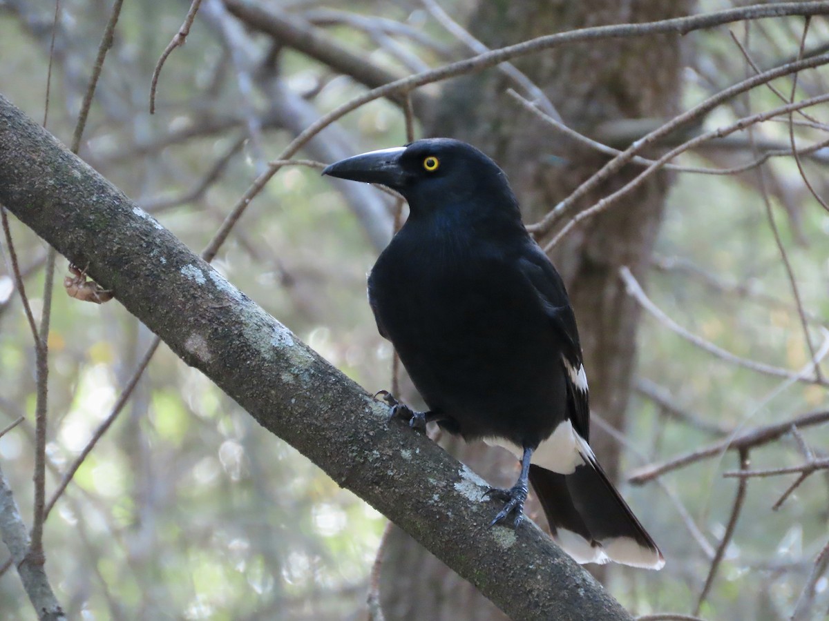 Pied Currawong - ML642925861