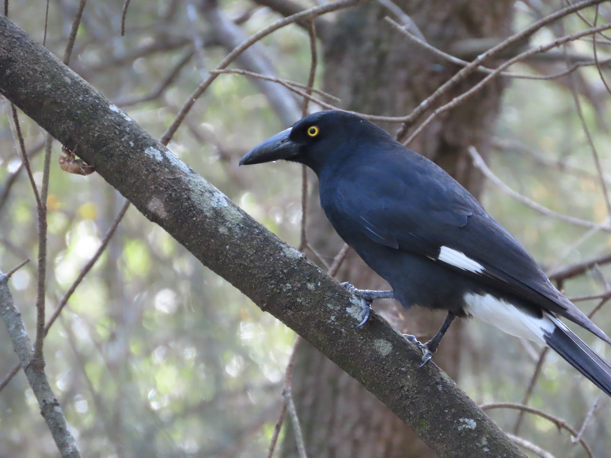 Pied Currawong - ML642925862