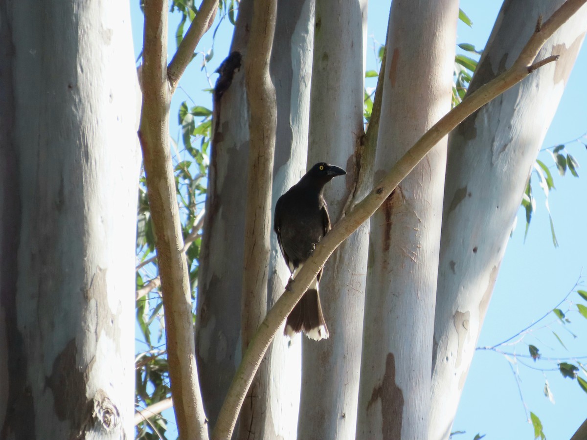 Pied Currawong - ML642925863