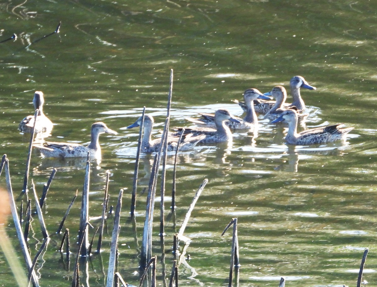 Blue-winged Teal - ML642925870