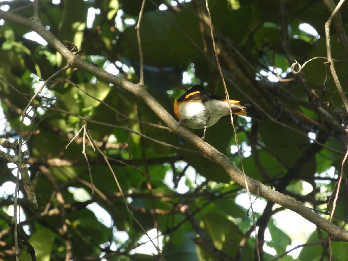 American Redstart - ML642925882