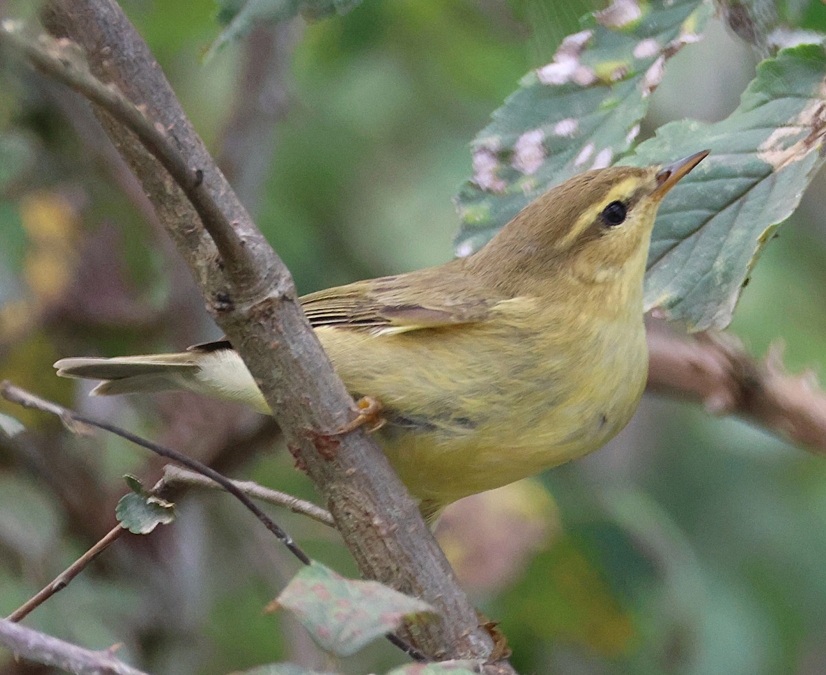 Willow Warbler - ML642925884