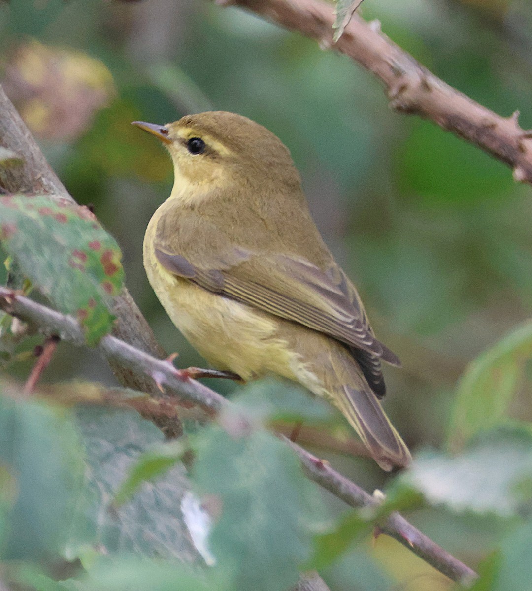 Willow Warbler - ML642925885