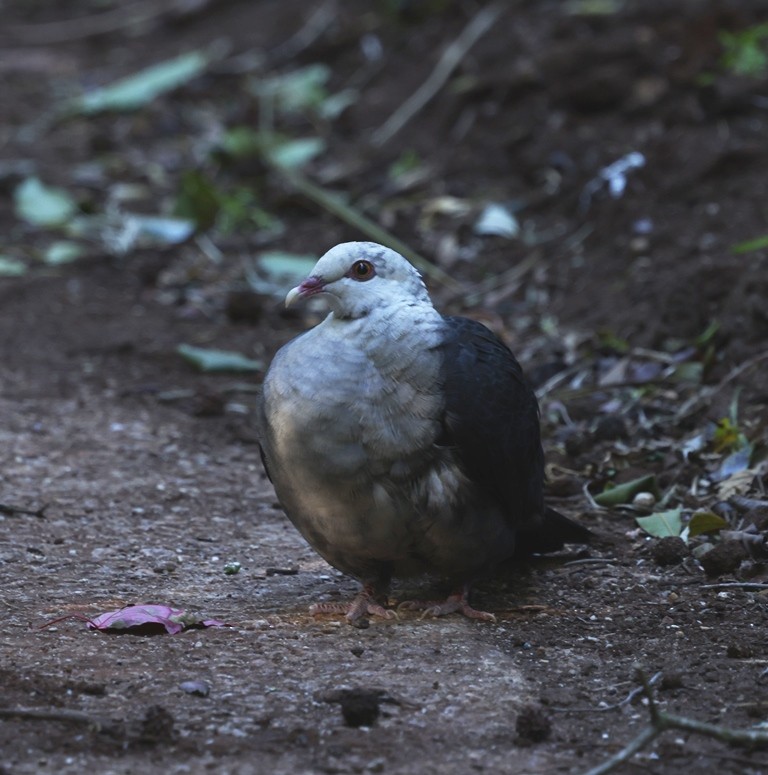 White-headed Pigeon - ML642925886