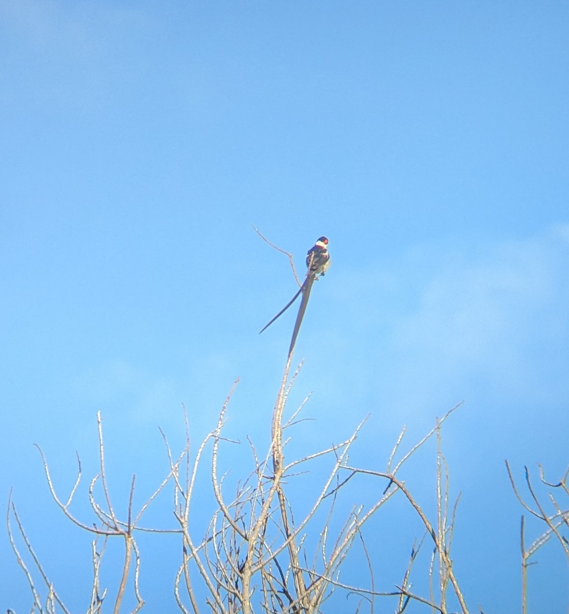 Pin-tailed Whydah - ML642925887