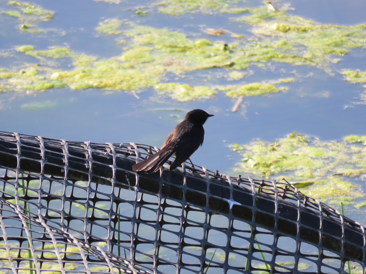 Willie-wagtail - ML642925888