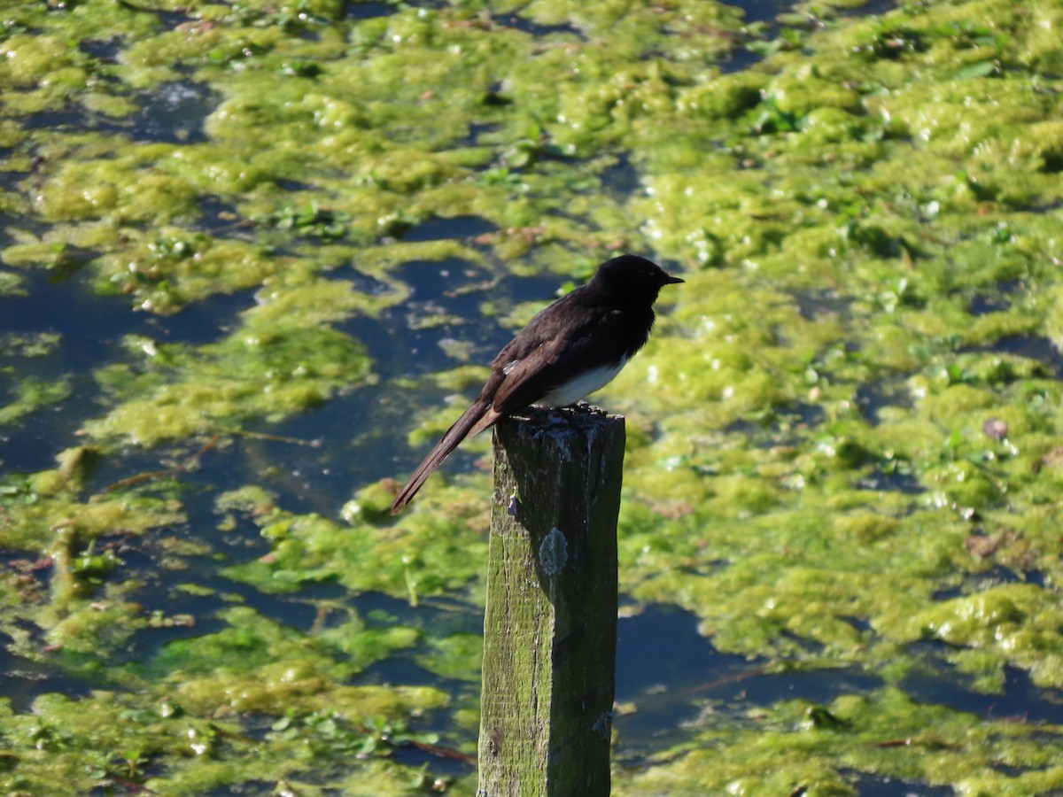 Willie-wagtail - ML642925889