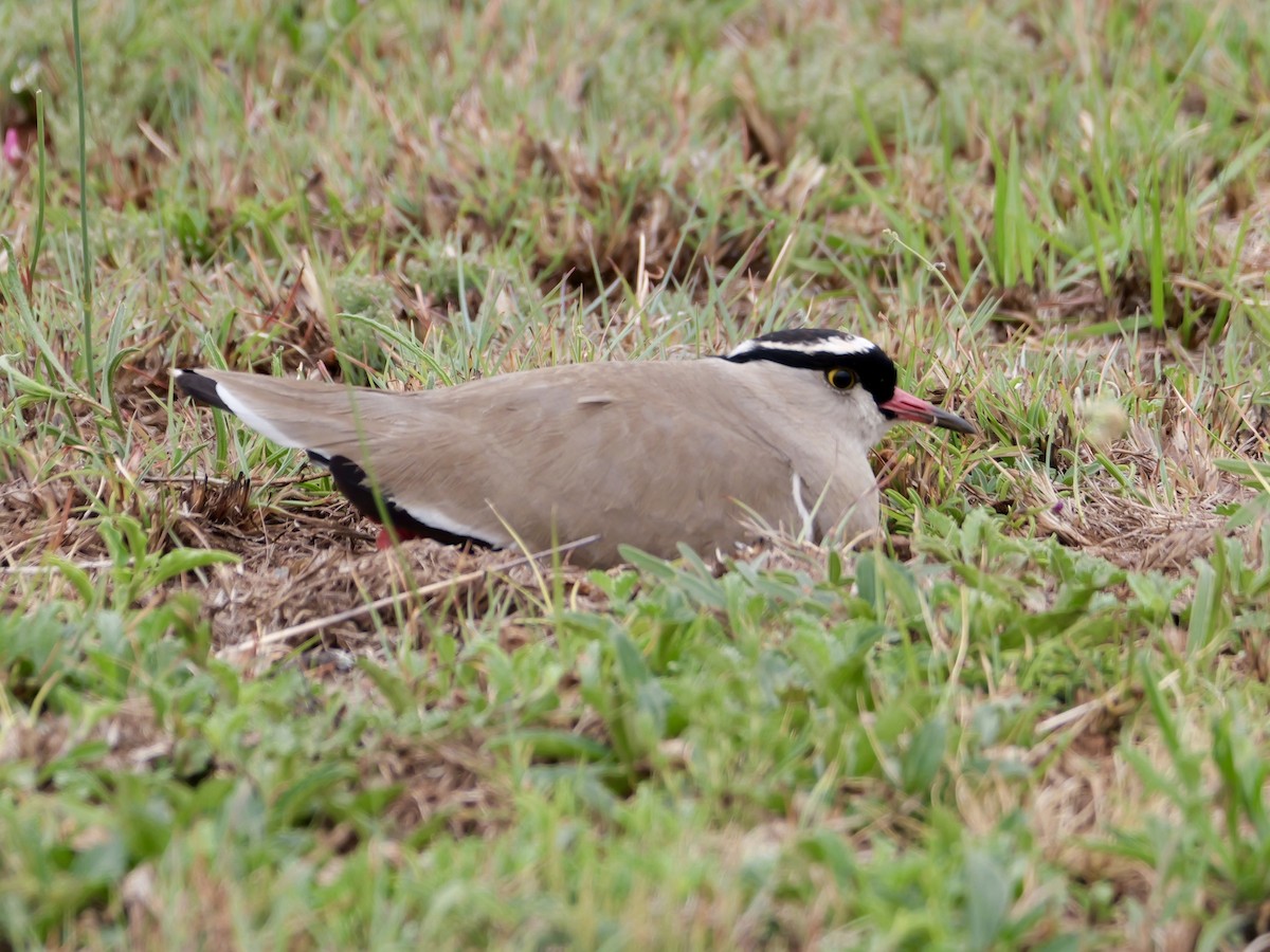 Crowned Lapwing - ML642925895