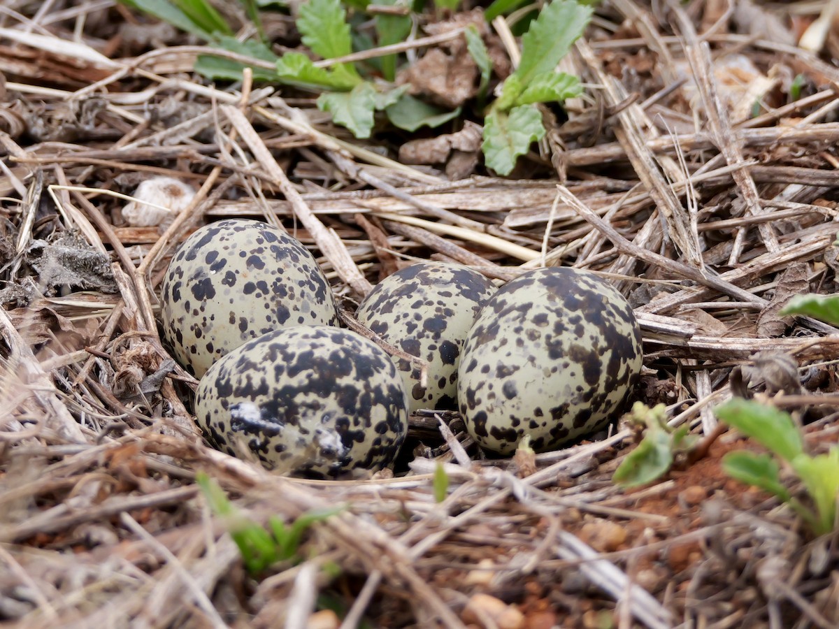 Crowned Lapwing - ML642925896