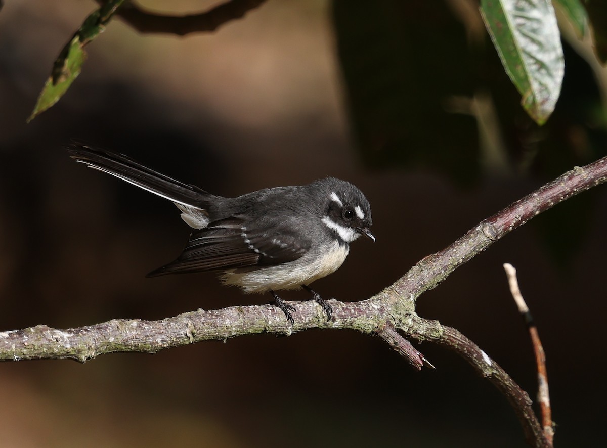Gray Fantail - ML642925897