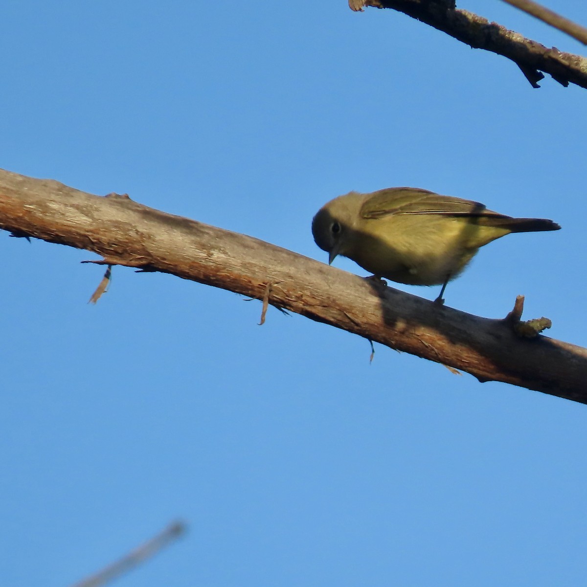 Orange-crowned Warbler - ML642925898