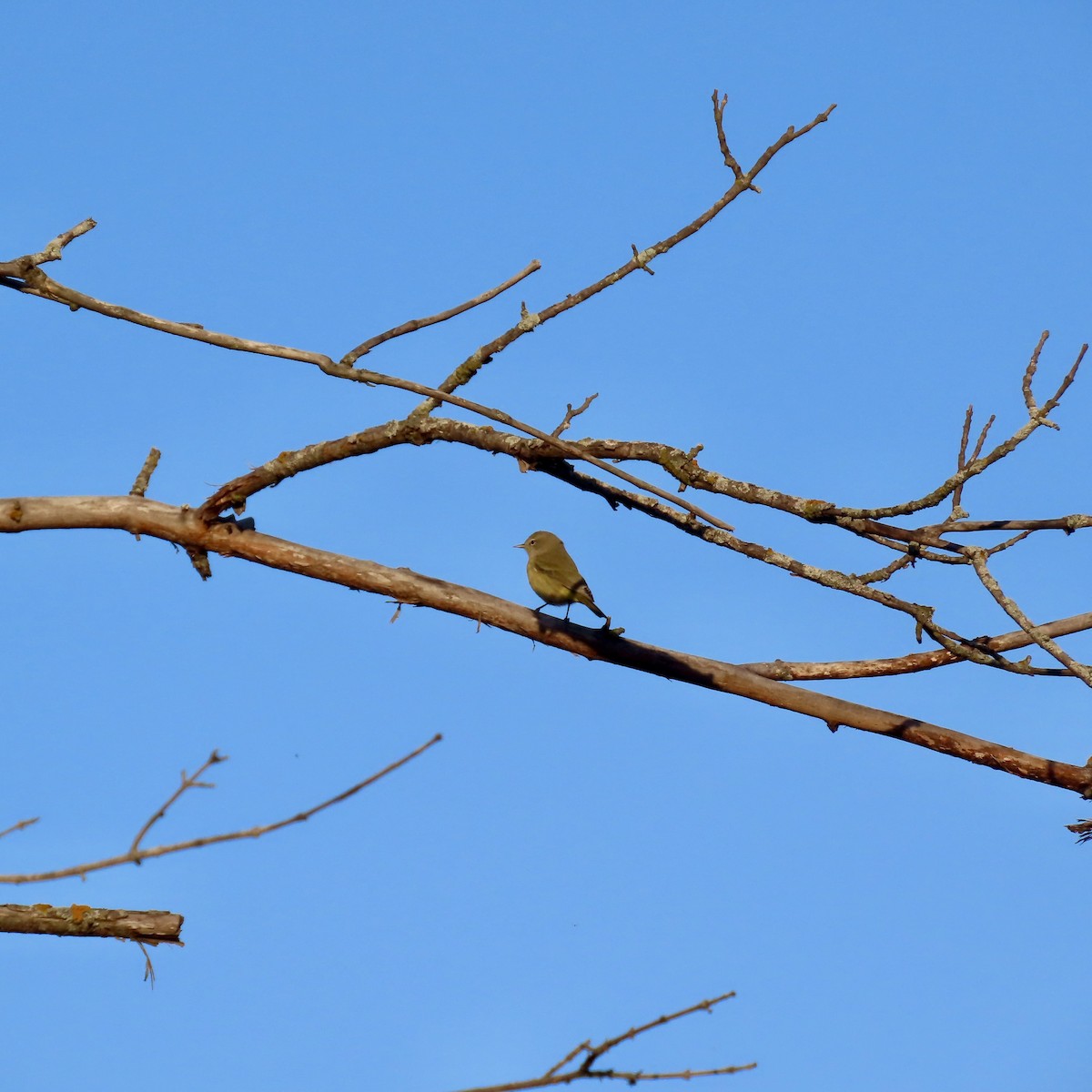 Orange-crowned Warbler - ML642925899