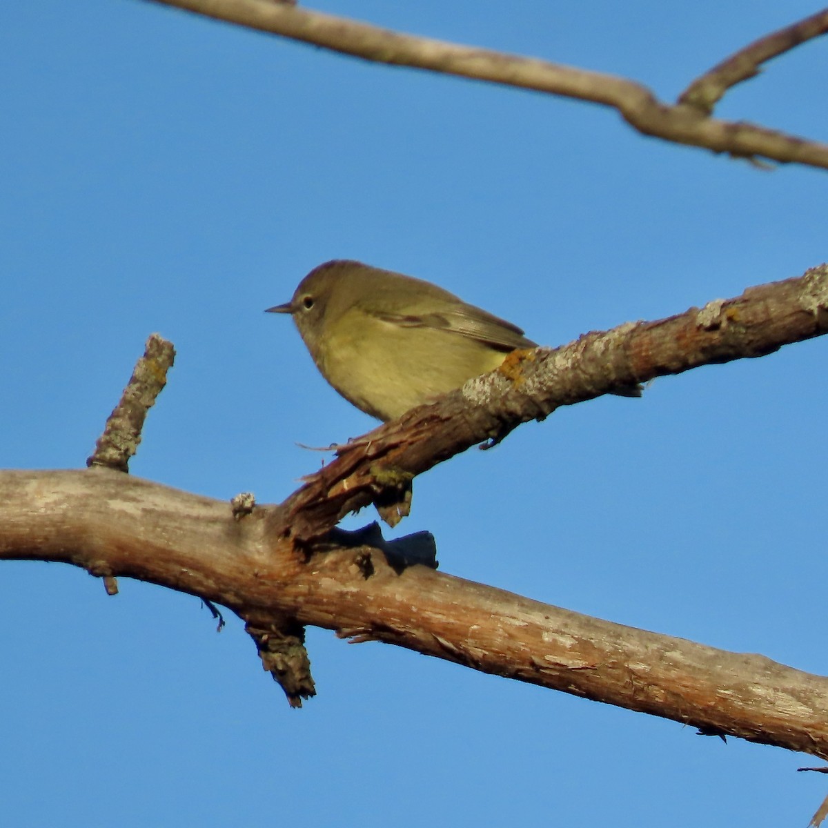 Orange-crowned Warbler - ML642925900